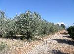 Finca en Benicarló